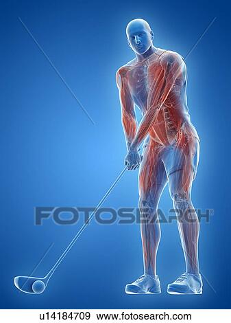 Golf player's muscles, illustration View Large Photo Image Stock Photo - Golf player's muscles, illustration. Fotosearch