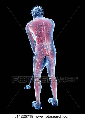 Golf player's muscles, illustration View Large Photo Image Stock Photo - Golf player's muscles, illustration. Fotosearch