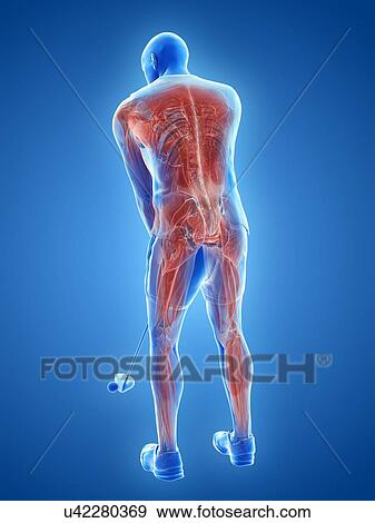 Golf player's muscles, illustration View Large Photo Image Stock Photo - Golf player's muscles, illustration. Fotosearch