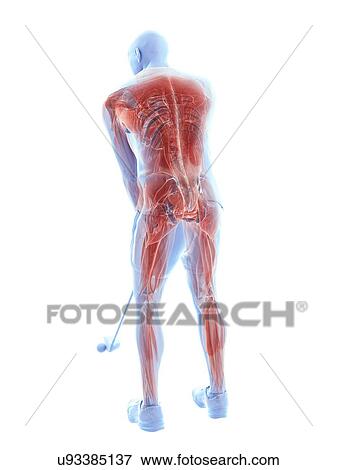 Stock Photo - Golf player's muscles, illustration. Fotosearch