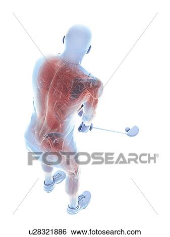 Stock Photograph - Golf player's muscles, illustration. Fotosearch