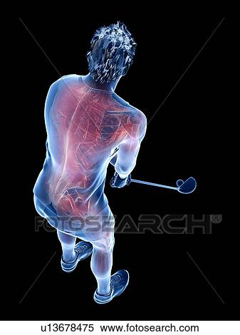Stock Photography - Golf player's muscles, illustration. Fotosearch