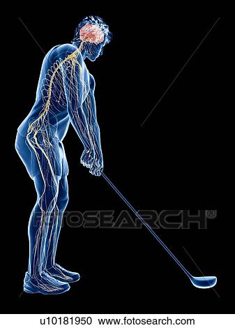 Stock Image - Golf player's nervous system, illustration. Fotosearch