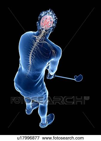 Stock Photo - Golf player's nervous system, illustration. Fotosearch