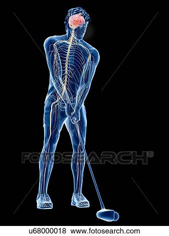 Stock Photo - Golf player's nervous system, illustration. Fotosearch
