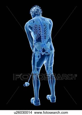 Golf player's skeleton, illustration View Large Photo Image Picture - Golf player's skeleton, illustration. Fotosearch