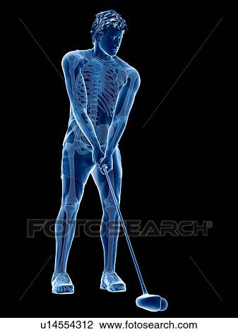 Golf player's skeleton, illustration View Large Photo Image Stock Image - Golf player's skeleton, illustration. Fotosearch