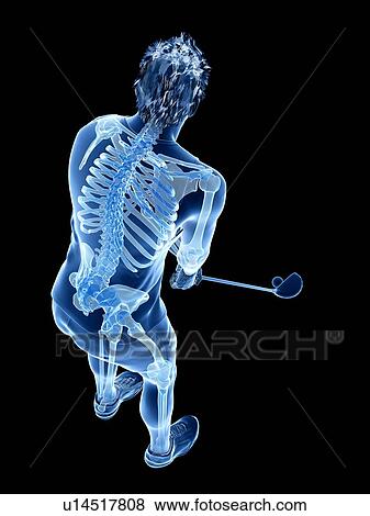 Golf player's skeleton, illustration View Large Photo Image Stock Photo - Golf player's skeleton, illustration. Fotosearch