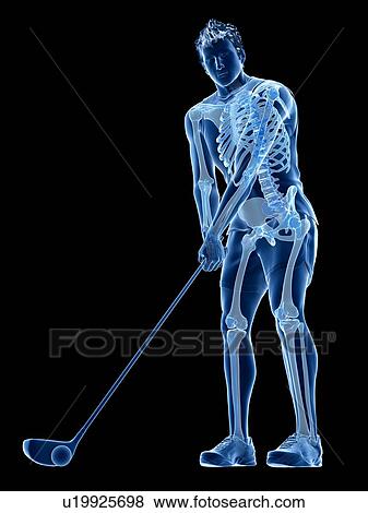 Golf player's skeleton, illustration View Large Photo Image Stock Photo - Golf player's skeleton, illustration. Fotosearch