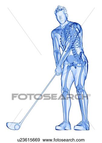Stock Photo - Golf player's skeleton, illustration. Fotosearch