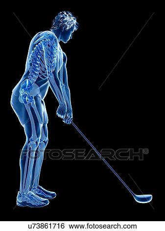 Golf player's skeleton, illustration View Large Photo Image Stock Photograph - Golf player's skeleton, illustration. Fotosearch