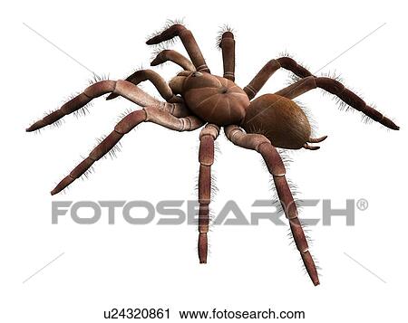 Stock Image - Goliath birdeater tarantula (Theraphosa blondi), computer illustration.. Fotosearch