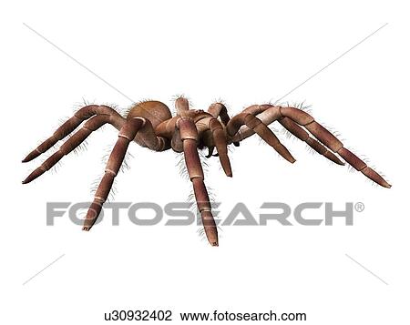 Stock Image - Goliath birdeater tarantula (Theraphosa blondi), computer illustration.. Fotosearch