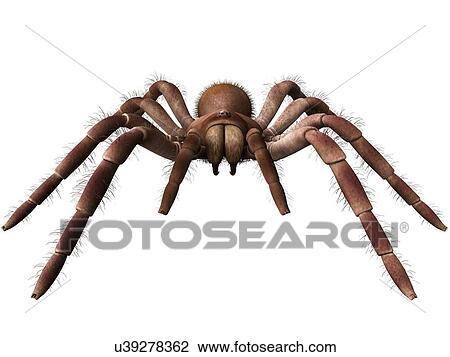 Stock Image - Goliath birdeater tarantula (Theraphosa blondi), computer illustration.. Fotosearch