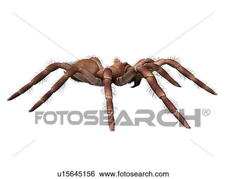 Stock Photograph - Goliath birdeater tarantula (Theraphosa blondi), computer illustration.. Fotosearch