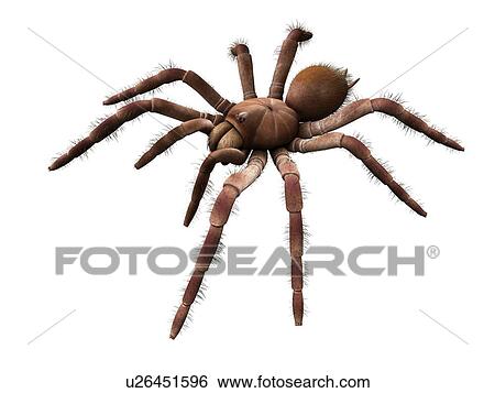Stock Photograph - Goliath birdeater tarantula (Theraphosa blondi), computer illustration.. Fotosearch