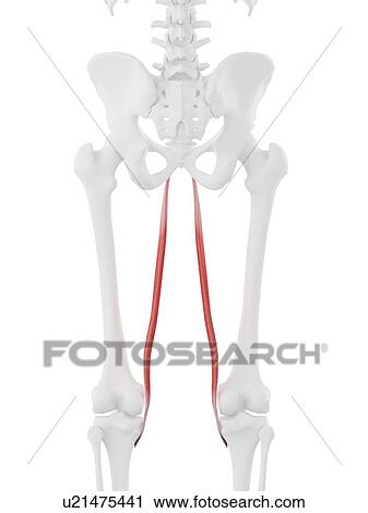 Stock Image - Gracilis muscle, computer illustration.. Fotosearch