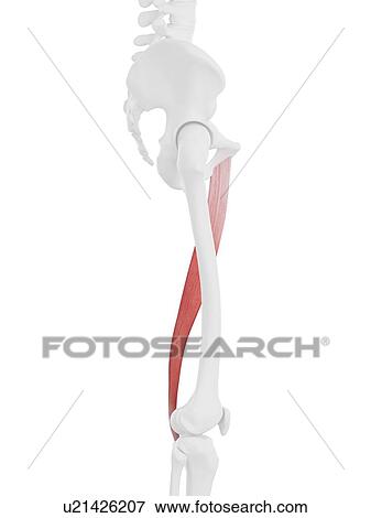 Gracilis muscle, computer illustration. View Large Photo Image Stock Photo - Gracilis muscle, computer illustration.. Fotosearch