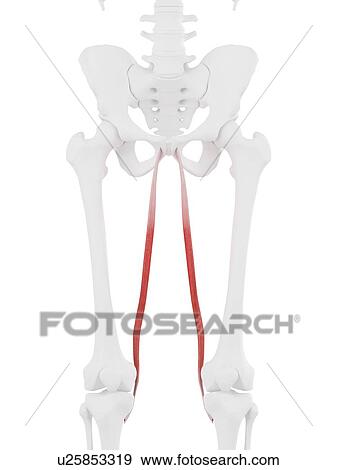Stock Photo - Gracilis muscle, computer illustration.. Fotosearch
