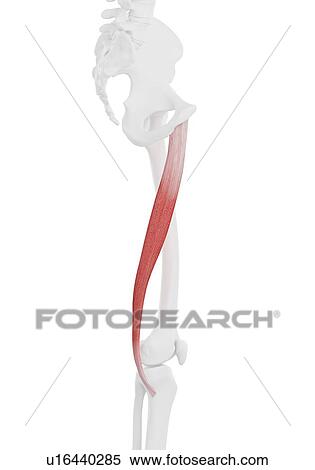 Stock Photography - Gracilis muscle, illustration. Fotosearch