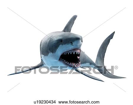 Picture - Great white shark, computer illustration.. Fotosearch