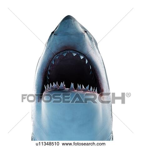 Great white shark, computer illustration. View Large Photo Image Stock Image - Great white shark, computer illustration.. Fotosearch
