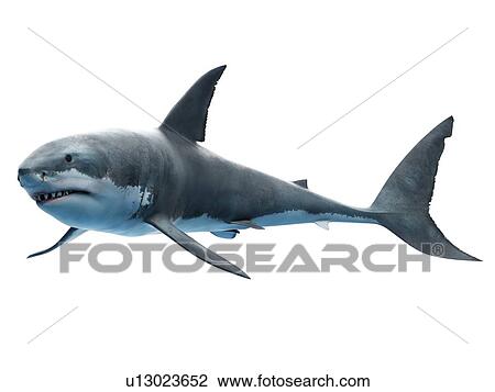 Great white shark, computer illustration. View Large Photo Image Stock Image - Great white shark, computer illustration.. Fotosearch
