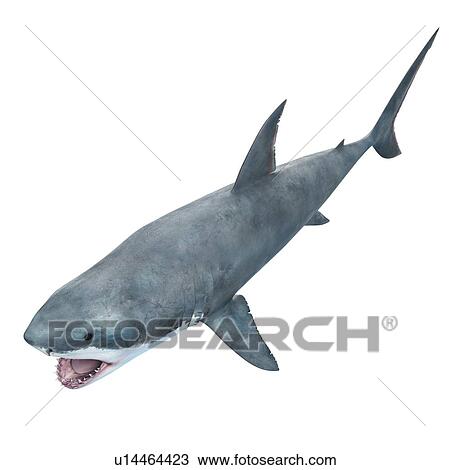 Great white shark, computer illustration. View Large Photo Image Stock Image - Great white shark, computer illustration.. Fotosearch