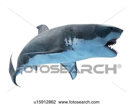 Great white shark, computer illustration. View Large Photo Image Stock Image - Great white shark, computer illustration.. Fotosearch