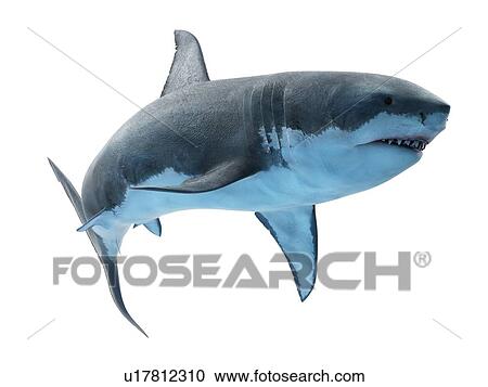 Great white shark, computer illustration. View Large Photo Image Stock Image - Great white shark, computer illustration.. Fotosearch