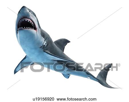 Great white shark, computer illustration. View Large Photo Image Stock Image - Great white shark, computer illustration.. Fotosearch