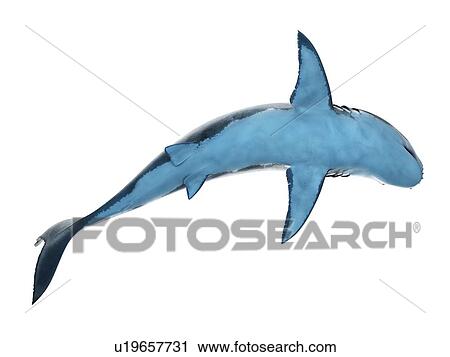 Stock Image - Great white shark, computer illustration.. Fotosearch