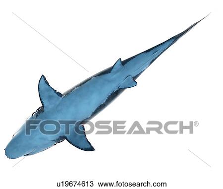 Stock Image - Great white shark, computer illustration.. Fotosearch