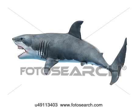 Great white shark, computer illustration. View Large Photo Image Stock Image - Great white shark, computer illustration.. Fotosearch