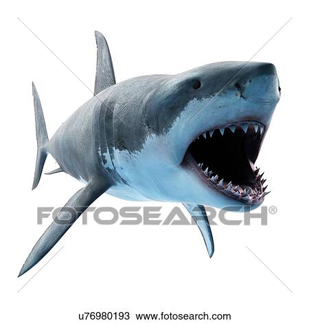 Stock Image - Great white shark, computer illustration.. Fotosearch