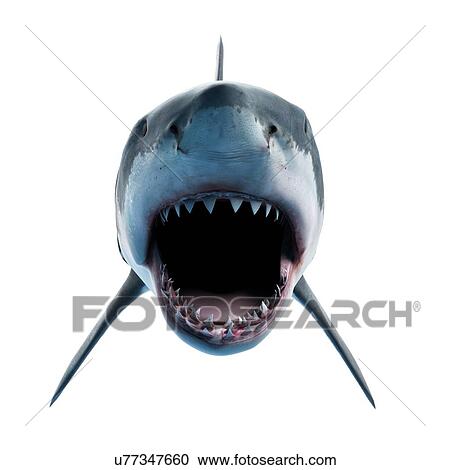 Stock Image - Great white shark, computer illustration.. Fotosearch