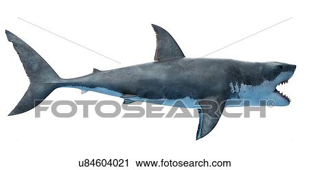 Great white shark, computer illustration. View Large Photo Image Stock Image - Great white shark, computer illustration.. Fotosearch