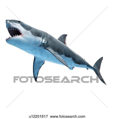 Great white shark, computer illustration. View Large Photo Image Stock Photo - Great white shark, computer illustration.. Fotosearch