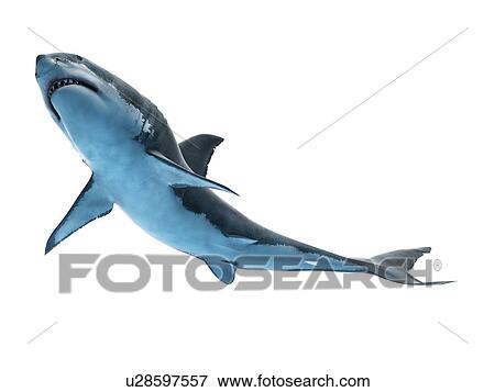 Stock Photo - Great white shark, computer illustration.. Fotosearch