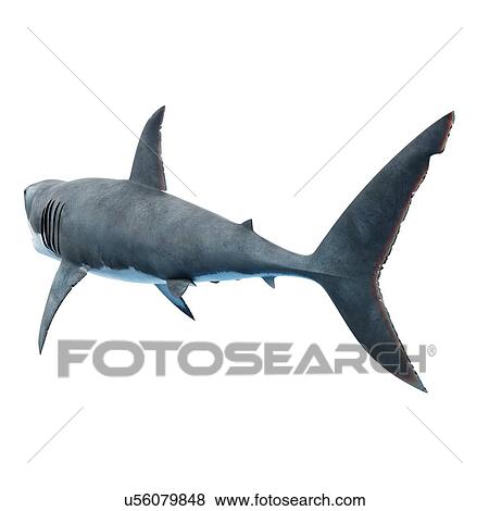 Great white shark, computer illustration. View Large Photo Image Stock Photo - Great white shark, computer illustration.. Fotosearch