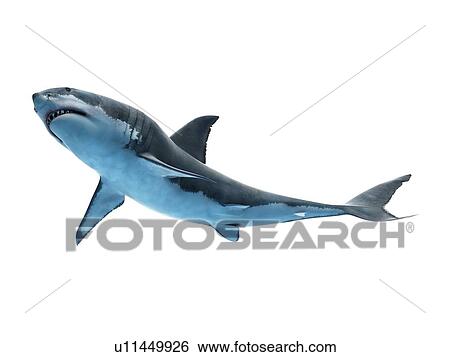 Great white shark, computer illustration. View Large Photo Image Stock Photograph - Great white shark, computer illustration.. Fotosearch