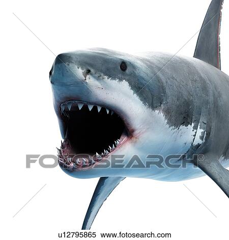 Great white shark, computer illustration. View Large Photo Image Stock Photography - Great white shark, computer illustration.. Fotosearch