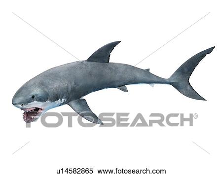 Great white shark, computer illustration. View Large Photo Image Stock Photography - Great white shark, computer illustration.. Fotosearch