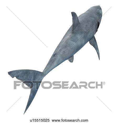 Stock Photography - Great white shark, computer illustration.. Fotosearch