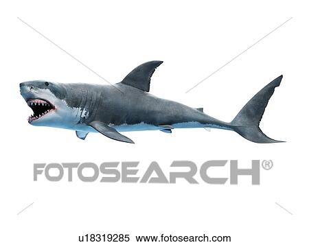 Stock Photography - Great white shark, computer illustration.. Fotosearch
