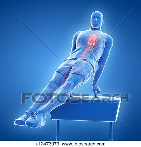 Gymnast's heart, illustration View Large Photo Image Stock Photo - Gymnast's heart, illustration. Fotosearch