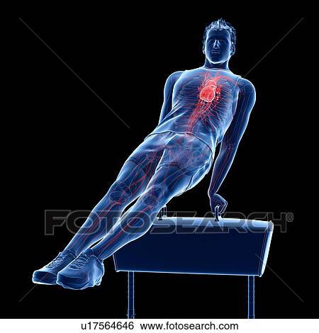 Gymnast's heart, illustration View Large Photo Image Stock Photograph - Gymnast's heart, illustration. Fotosearch