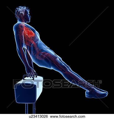 Gymnast's heart, illustration View Large Photo Image Stock Photograph - Gymnast's heart, illustration. Fotosearch