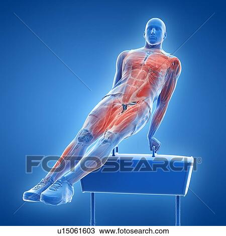 Stock Image - Gymnast's muscles, illustration. Fotosearch