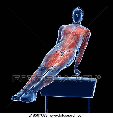 Gymnast's muscles, illustration View Large Photo Image Stock Image - Gymnast's muscles, illustration. Fotosearch